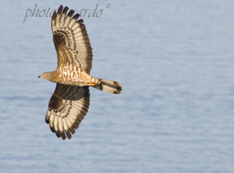 Aiuto....poiana?...sembra di si...sembra di no